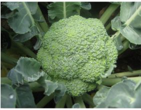 LƠ XANH-duoc-ban-tai-Green life food huế
